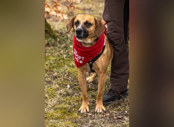 Vili-LM, intelligenter Kuschelboy sucht seine Familie