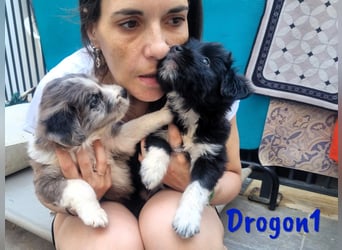 Drogon1 geb. 05/2025 (ESP) - aufgeweckter Border-Collie-Mix Welpe!