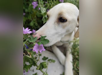 Finley - Ein Rüde sucht Liebe und Hoffnung
