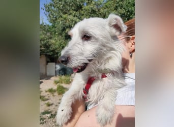 Capitàn, Besitzer ist verstorben