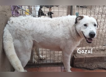 Gazul 06/2019 (ESP) - charismatischer und sozialer Boxer-Herdenschutz Mix!