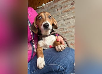 Nelly, geboren 25.12.2024, 29cm sucht ihre Menschen