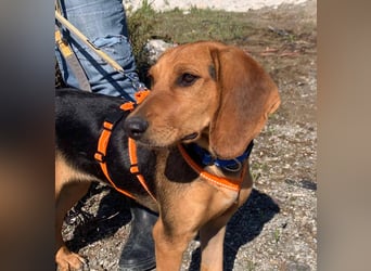 Ellie, eine wunderschöne und liebe Welpine sucht ihre Menschen