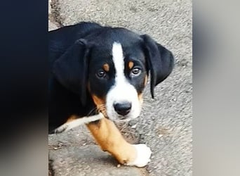 Appenzeller Sennenhund Welpe Rüde reinrassig