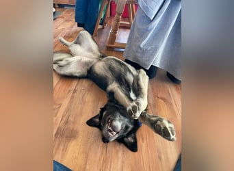 ♥ALITA♥ Pflegestelle dringend gesucht - wunderschöne, aufgeschlossene Herdenschutz-Mix-Hündin 59 cm