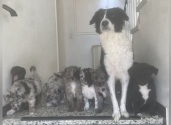 Süße Border Collie -Mudi mix Welpen