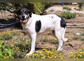 Maggi, Mix Labrador / Rafeiro Alentejano, lieb und sozial