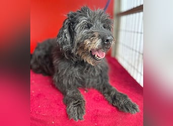 liebenswerte DORKA - 9 Jahre, 38cm/10,5kg - Schnauzer-Mix