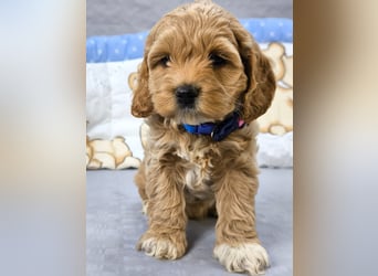 Schöne Cockapoo-Welpen