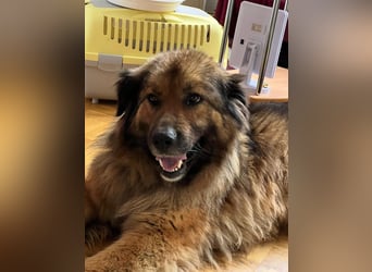 Traumhündin Namens Elli sucht ein Zuhause