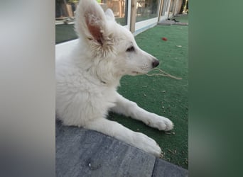 Welpen Weiße Schweizer Schäferhunde