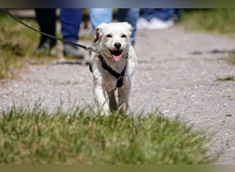 Babette, Mix Podengo / Terrier, lieb und verträglich