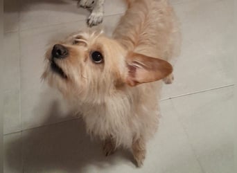 Dojo geb. 04/2023 (ESP) - menschenbezogener, kleiner Yorkshire Terrier-Mix!