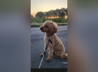 Wunderschöne Maltipoo Welpen!!! (Malteser/Zwergpudel)