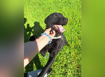 LIO sucht ein Zuhause oder Pflegestelle