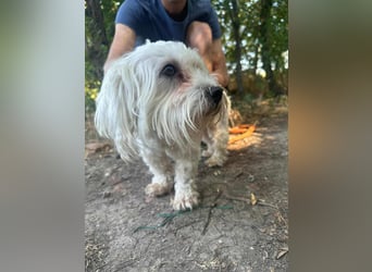 Casper, geboren 06.12.2023, 24cm sucht seine Menschen