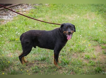 Chip 156926: Sucht ein Zuhause