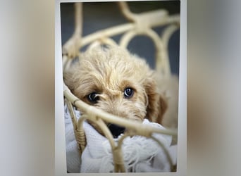 Goldendoodle mini Medium Doodle Abgabe an Pfingsten