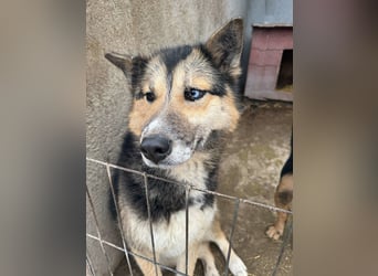 Twyla, sanftes verspieltes Husky Mix Mädchen mit bezaubernden Augen