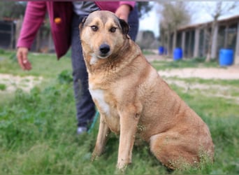 Kaleb, Mix Labrador / Rafeiro Alentejano, lieb und sozial