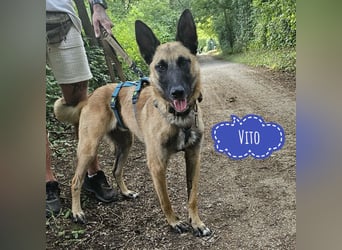 Vito sucht seinen Menschen