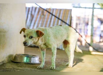 Adela – kleine Hundedame sucht ihr erstes richtiges Zuhause