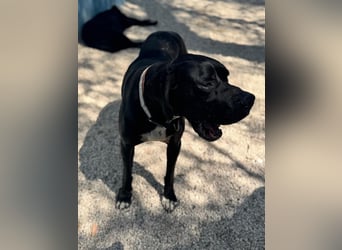 Leo, sucht seine Familie