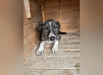 Flint - Hundeflüsterer gesucht