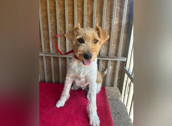 Flip, Foxterrier-Mix, Rüde, geb. am 01.01.2024, 45 cm