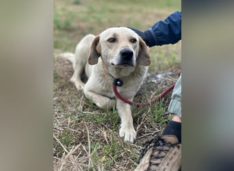 Max, geboren 08.06.2024, 55cm sucht sein Zuhause