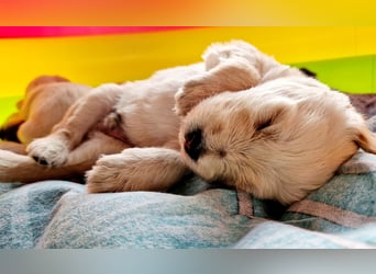 Labradoddle F1
