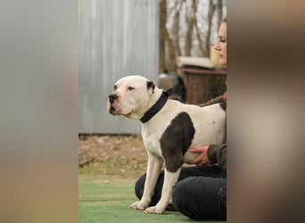 Bruce-DG, sanfter Dickkopf sucht warmes Zuhause!