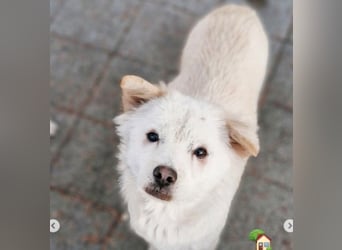 Jenna liebe schüchterne Hündin die im Tierheim so sehr leidet sucht Körbchen