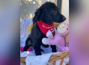 Bari LM - Zuhause gesucht – Neun kleine Hundekinder auf großer Mission
