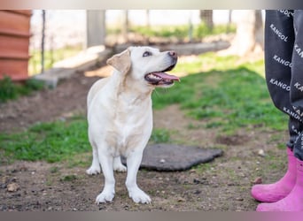 Tzemma - in 74417 Geschwend auf Pflegestelle