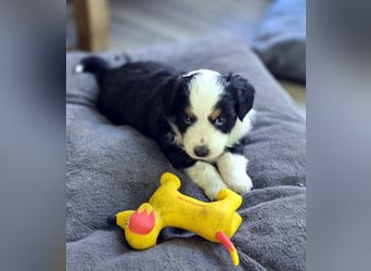 Mini Aussie Babys / Mini American Shepherds aus Liebevoller Aufzucht