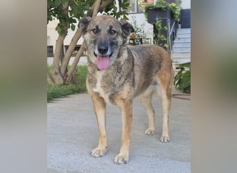 Alma(2) - freundliche, soziale, ruhige Hündin - katzenverträglich / z.Zt. noch in Rumänien