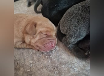 Labradorwelpen