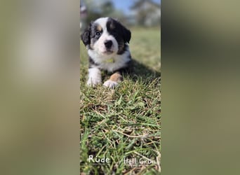 Australian Shepherd Welpen tricolor – Abgabe ab dem 28.05.2025