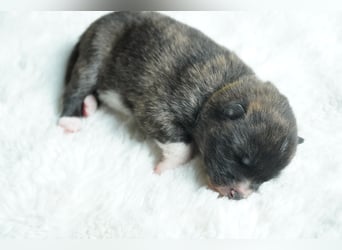 Akita Inu Welpen | A-Wurf | Japan Akita | Ahnentafel | VDH 