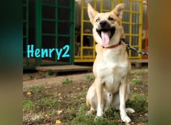 Henry2 06/2020 (RUS) - cleverer und verspielter vermutl. Husky-Mix sucht sportliche Menschen!