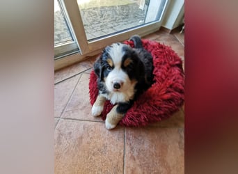 Berner Sennen Welpen