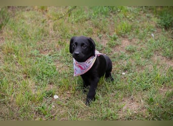 Chip 269759: Hundekind sucht ein Zuhause