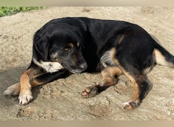 Speedy, geb. ca. 04/2018, lebt in GRIECHENLAND, auf einem Gelände, auf dem die Hunde notdürftig vers