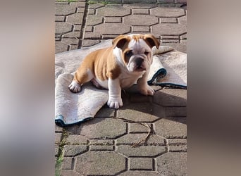 Englische Bulldogge