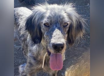 Nadine-liebe, verträgliche Setter-Mix-Hündin sucht ihre Familie