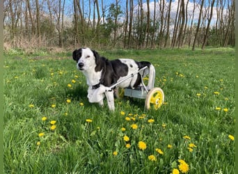 Rollihund FELIX - der hübsche, lebensfrohe Rüde sucht ein liebevolles Für-Immer Zuhause