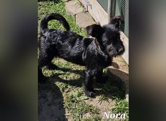 Nora sucht ein Zuhause