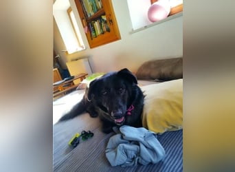 Sunny auf Pflegestelle