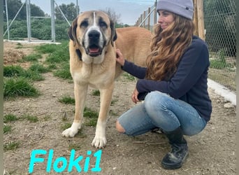 Floki1 10/2023 (ESP) - ausgeglichener, großer Mastín Español sucht Rassefans!